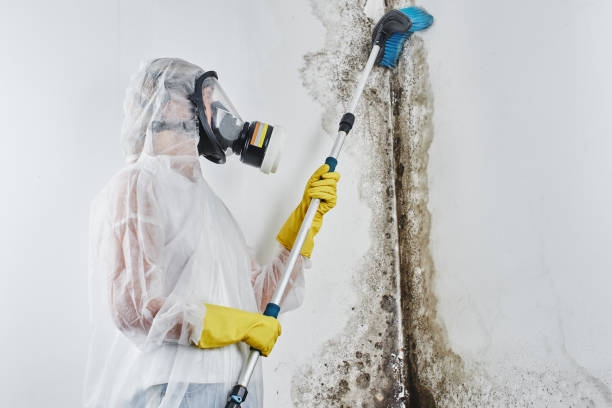  East Lansing, MI Mold Removal Pros