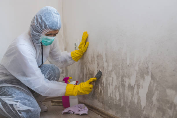 Best Mold Removal and Inspection  in East Lansing, MI