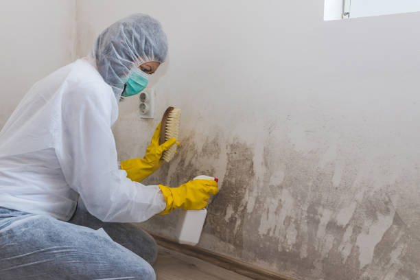 Best Commercial Mold Removal  in East Lansing, MI