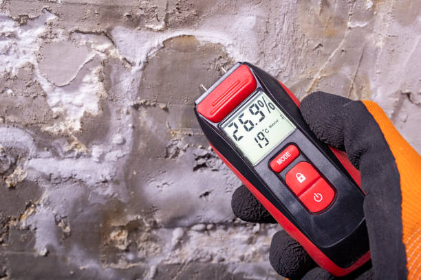 Best Same-Day Mold Removal  in East Lansing, MI