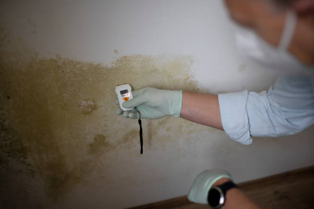 Best Mold Damage Repair  in East Lansing, MI