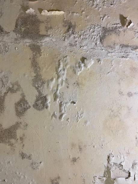 Reliable East Lansing, MI Mold Removal Solutions