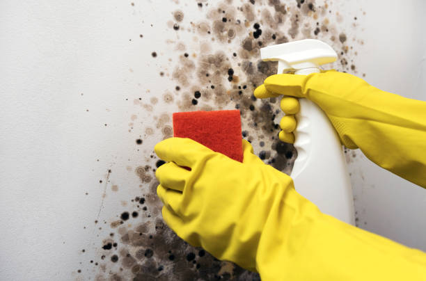 Best Local Mold Removal Service  in East Lansing, MI