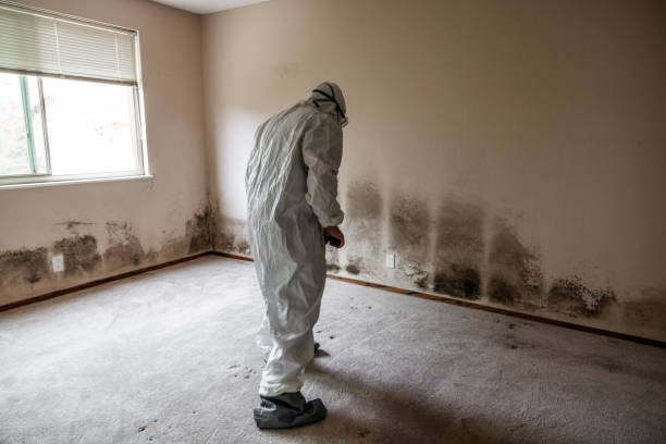 Best Attic Mold Removal  in East Lansing, MI