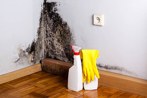 Mold Testing and Removal in East Lansing, MI