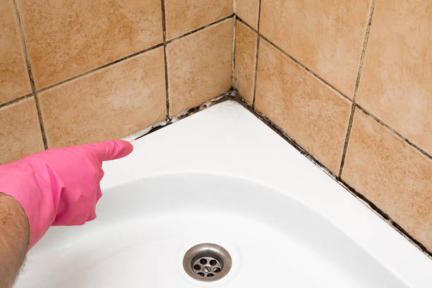 Mold Removal and Inspection in East Lansing, MI