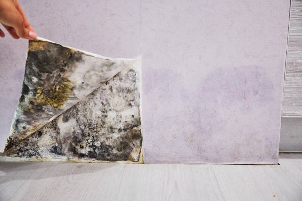 Best Home Mold Removal  in East Lansing, MI